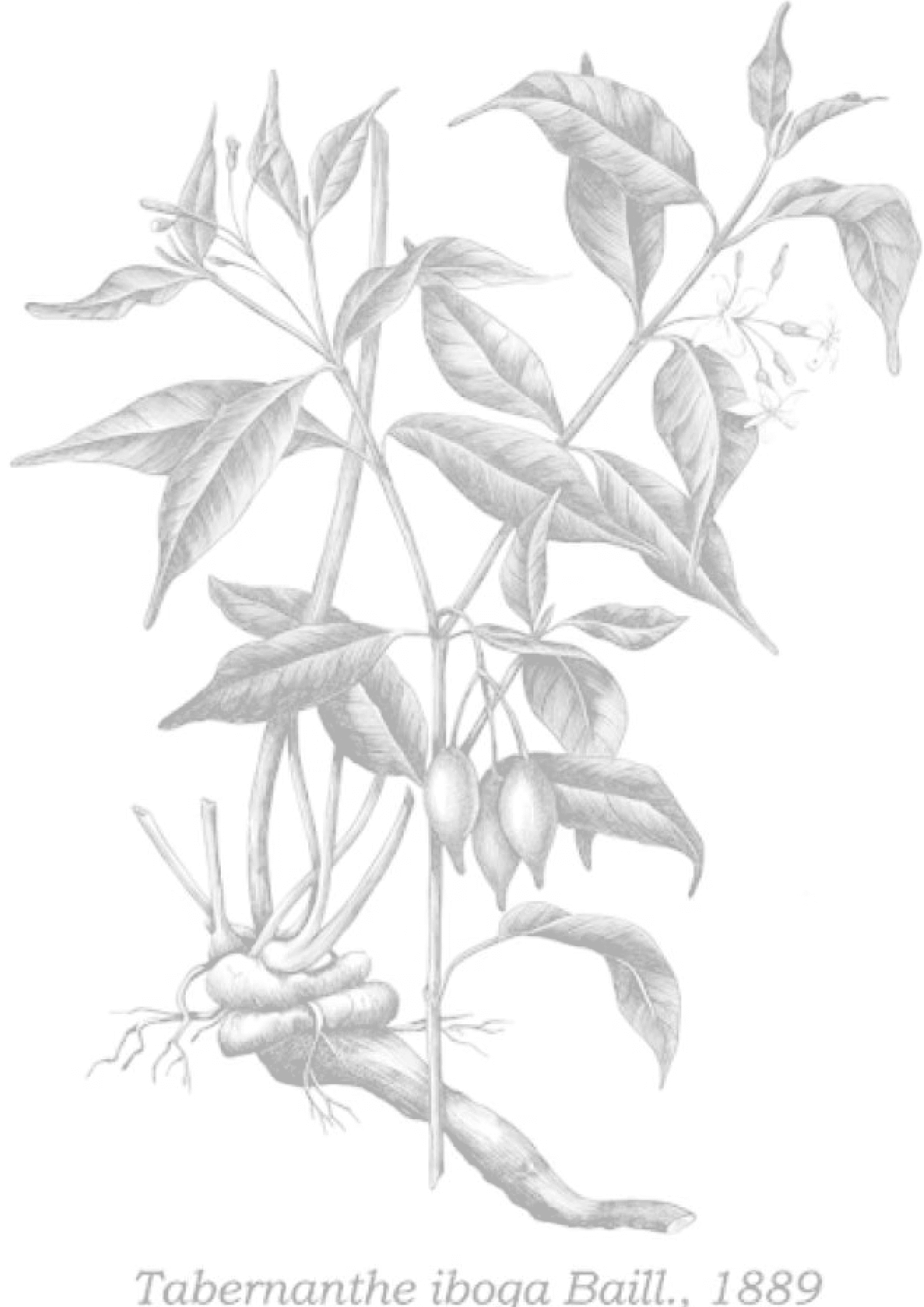 Botanical engraving of Tabernanthe iboga, 1889